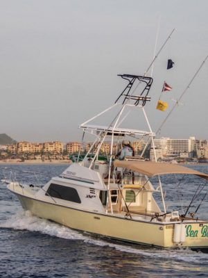 ALFA 32´´ Blackfin